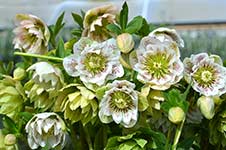 Hellebore Cinderella